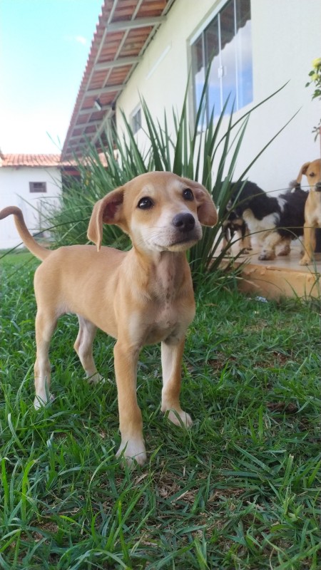 Cachorro Médio para adoção em Goiânia - Goiás