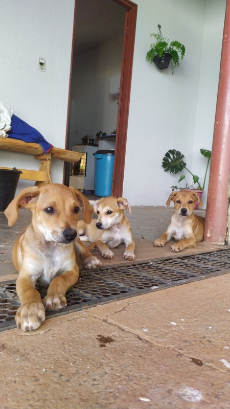 Cachorro Médio para adoção em Goiânia - Goiás