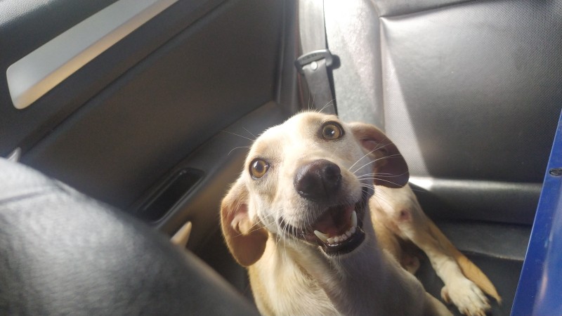 Cachorro Médio para adoção em Goiânia - Goiás