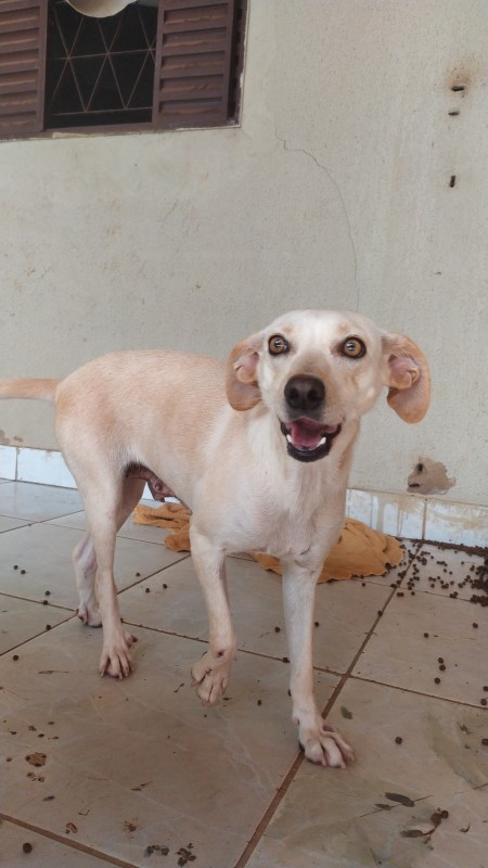 Cachorro Médio para adoção em Goiânia - Goiás