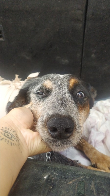 Cachorro Grande para adoção em Goiânia - Goiás