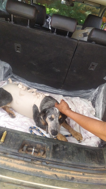 Cachorro Grande para adoção em Goiânia - Goiás