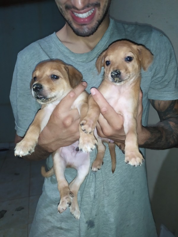 Cachorro Médio para adoção em Goiânia - Goiás