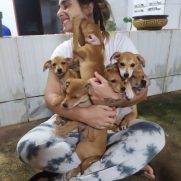 Cachorro porte medio para adoção em Goiânia - Goiás