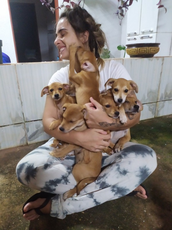 Cachorro Médio para adoção em Goiânia - Goiás