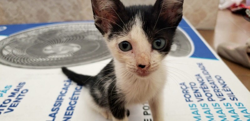 Gato Pequeno para adoção em Recife - Pernambuco