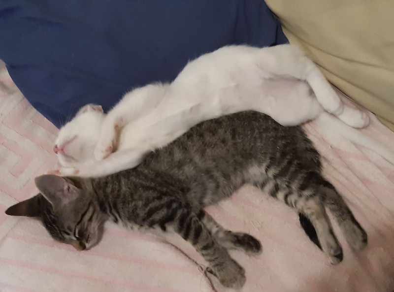 Gato Pequeno para adoção em Contagem - Minas Gerais