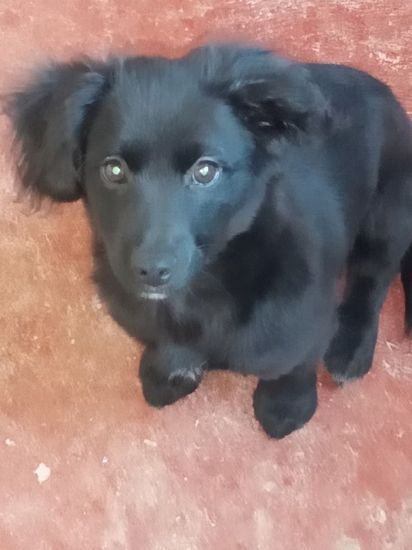 Cachorro Pequeno para adoção em Franco da Rocha - São Paulo