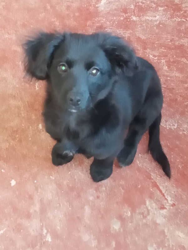 Cachorro Pequeno para adoção em Franco da Rocha - São Paulo