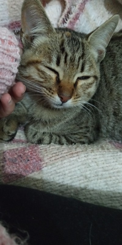 Gato Médio para adoção em Franco da Rocha - São Paulo