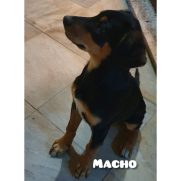 Cachorro porte medio para adoção em Arujá - São Paulo