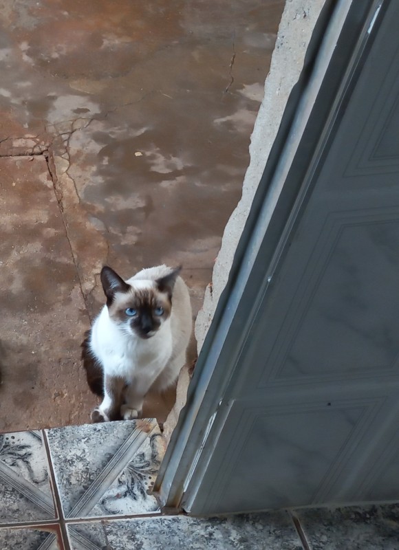 Gato Médio para adoção em Franco da Rocha - São Paulo