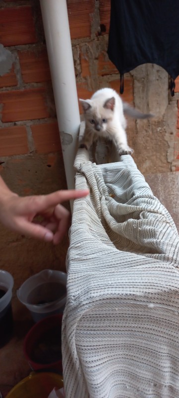 Gato Pequeno para adoção em Franco da Rocha - São Paulo