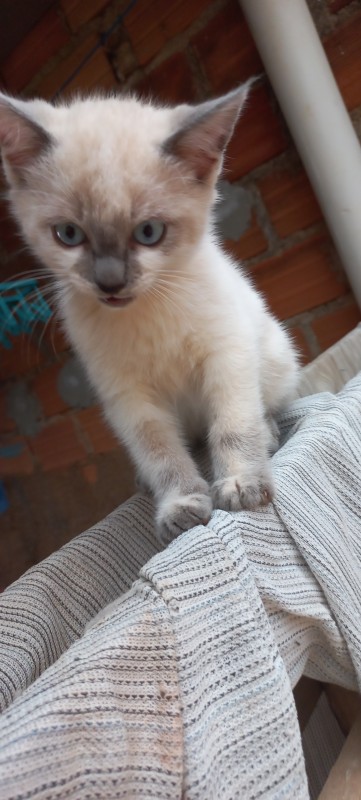 Gato Pequeno para adoção em Franco da Rocha - São Paulo