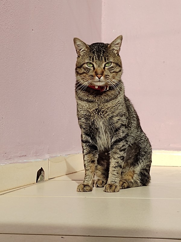 Gato Médio para adoção em Francisco Morato - São Paulo