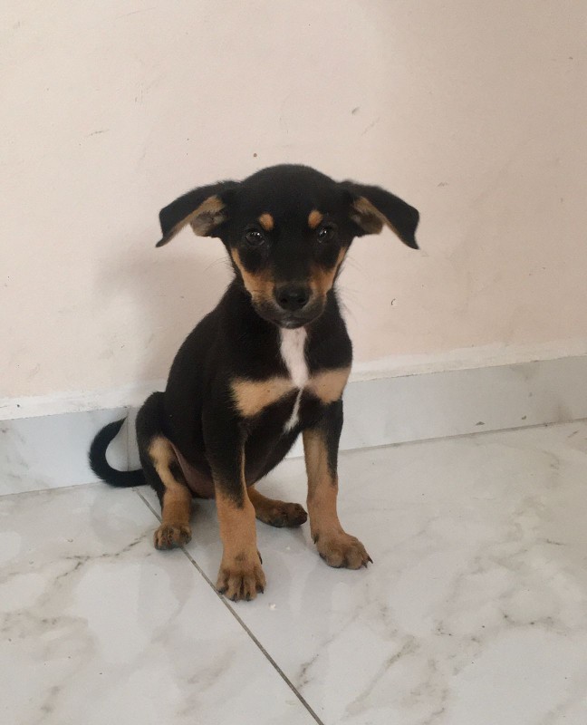 Cachorro Médio para adoção em Mogi das Cruzes - São Paulo