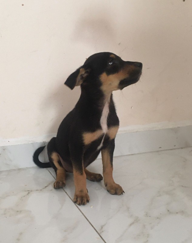 Cachorro Médio para adoção em Mogi das Cruzes - São Paulo