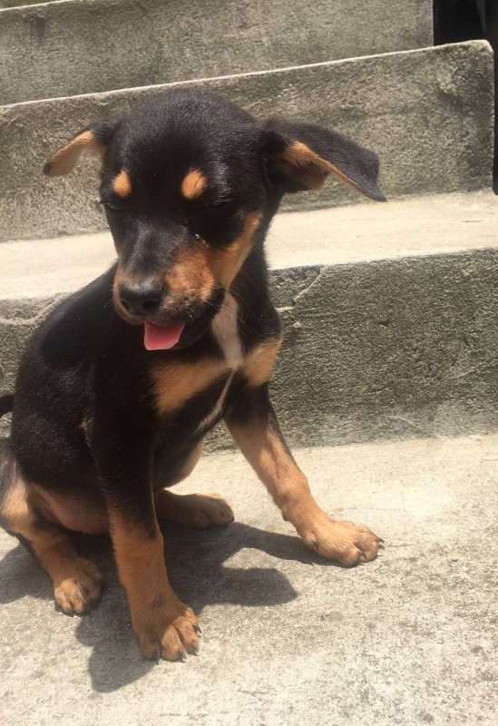 Cachorro Médio para adoção em Mogi das Cruzes - São Paulo