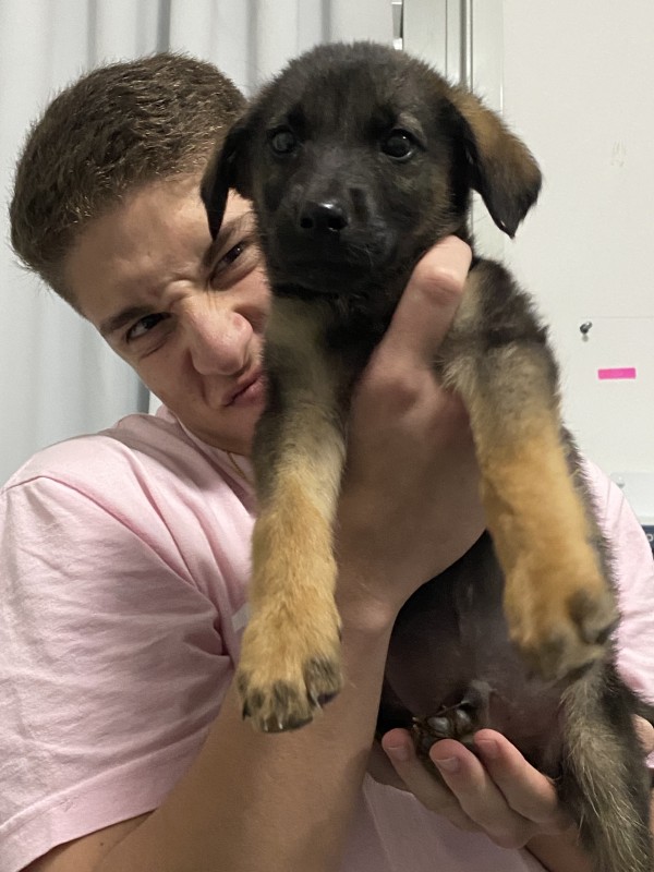 Cachorro Médio para adoção em Balneário Camboriú - Santa Catarina