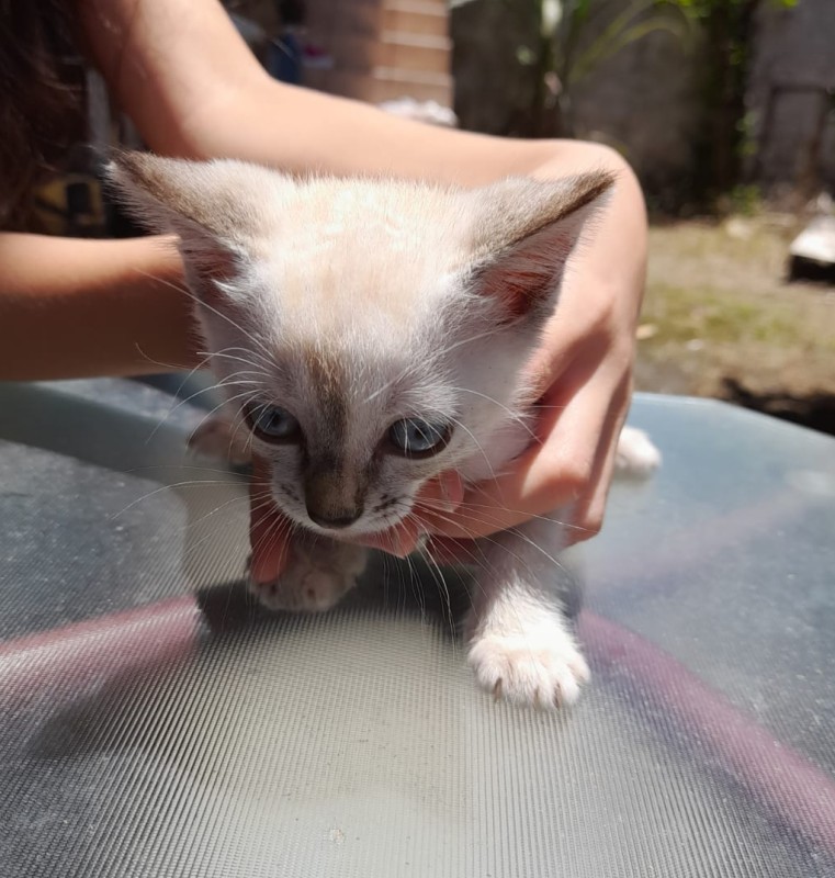 Gato Pequeno para adoção em Brusque - Santa Catarina