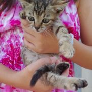 Gato porte pequeno para adoção em Brusque - Santa Catarina