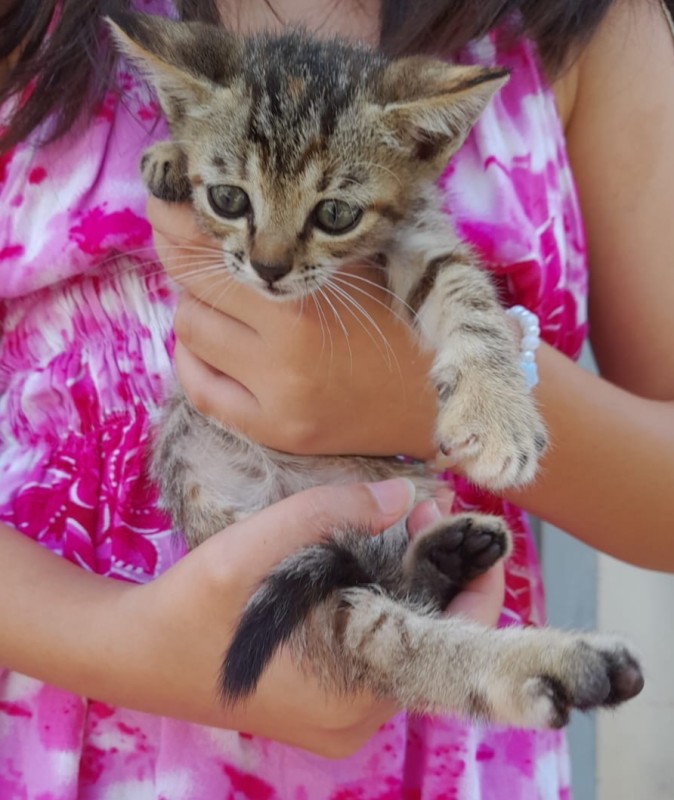 Gato Pequeno para adoção em Brusque - Santa Catarina