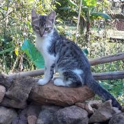 Gato porte pequeno para adoção em Porto Alegre - Rio Grande do Sul