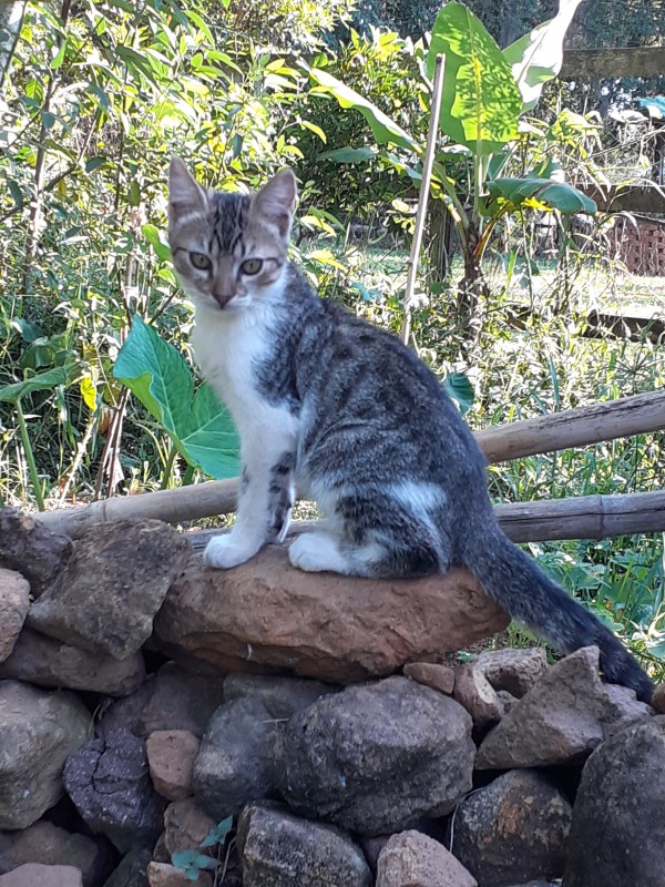 Gato Pequeno para adoção em Porto Alegre - Rio Grande do Sul