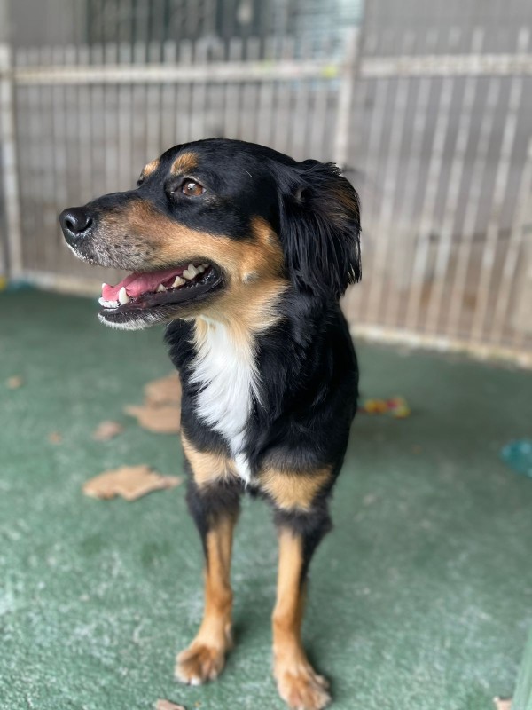 Cachorro Médio para adoção em Balneário Camboriú - Santa Catarina