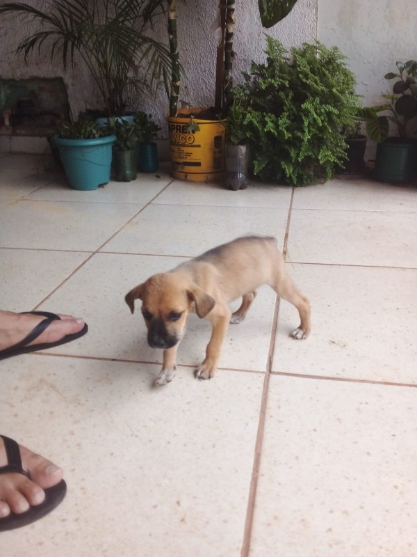 Cachorro Médio para adoção em Brasília - Distrito Federal