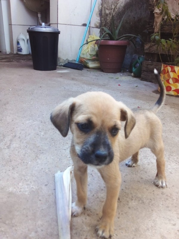 Cachorro Médio para adoção em Brasília - Distrito Federal