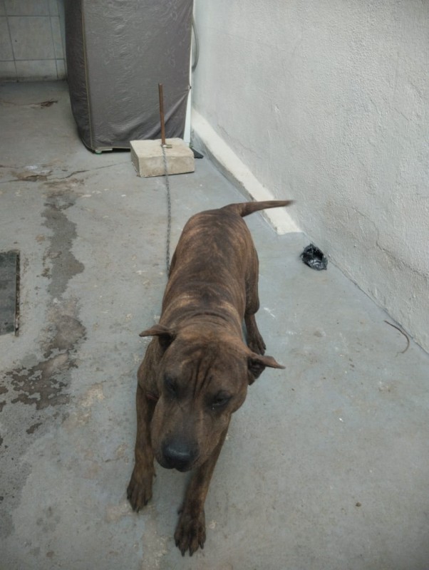 Cachorro Médio para adoção em Betim - Minas Gerais