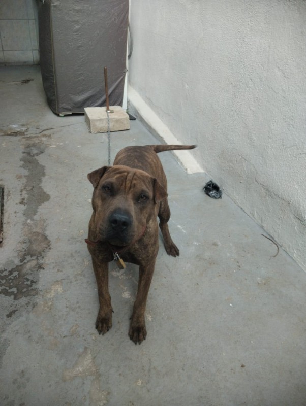 Cachorro Médio para adoção em Betim - Minas Gerais