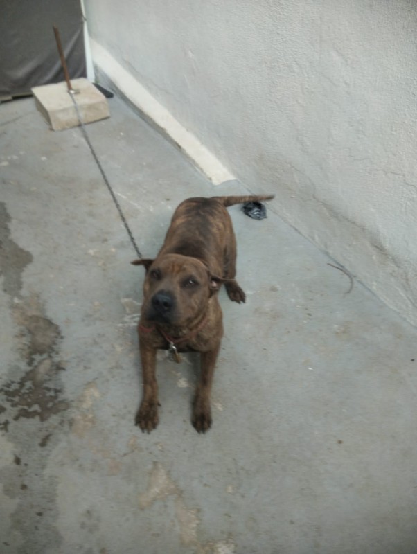 Cachorro Médio para adoção em Betim - Minas Gerais