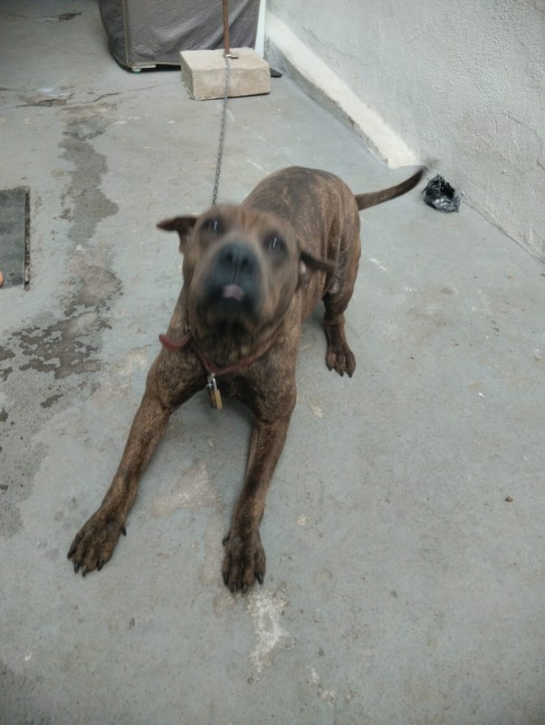 Cachorro Médio para adoção em Betim - Minas Gerais