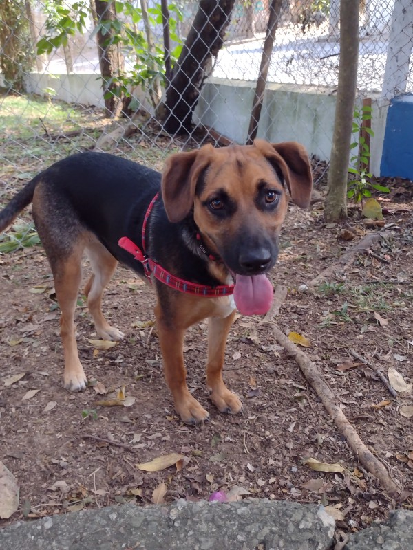 Cachorro Médio para adoção em Guarulhos - São Paulo