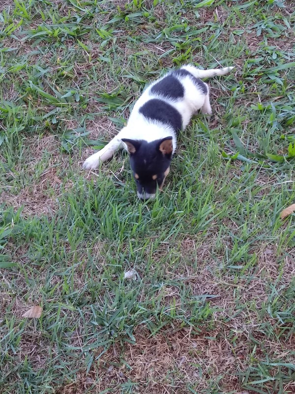 Cachorro Pequeno para adoção em Tanabi - São Paulo