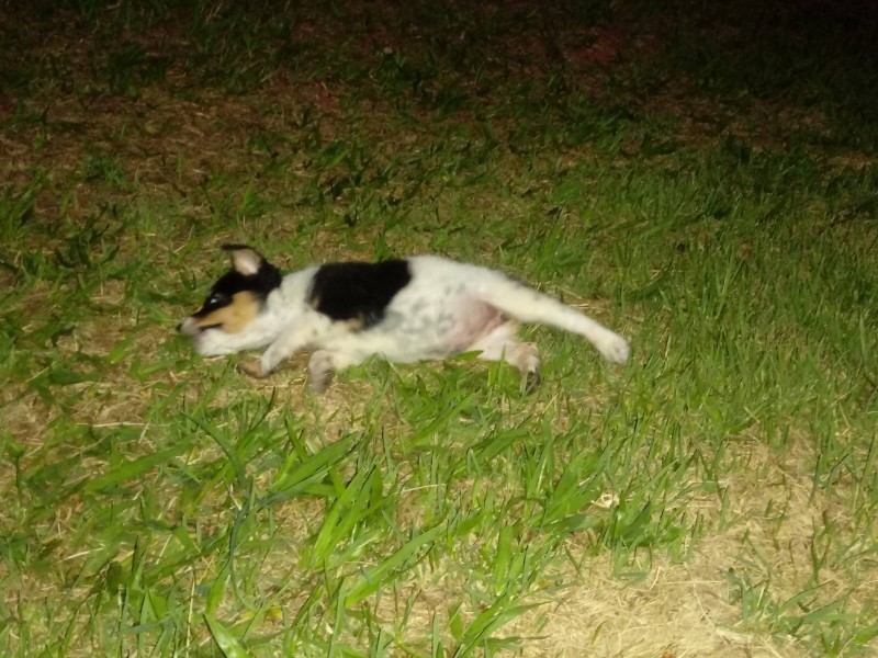 Cachorro Pequeno para adoção em Tanabi - São Paulo