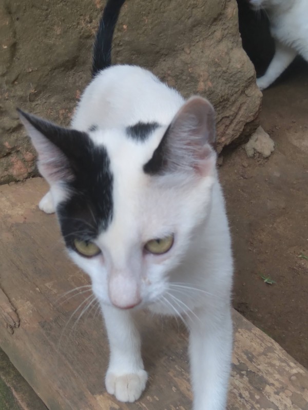 Gato Pequeno para adoção em Salvador - Bahia