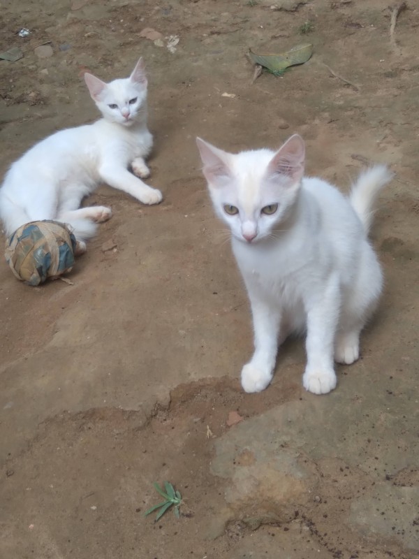 Gato Pequeno para adoção em Salvador - Bahia