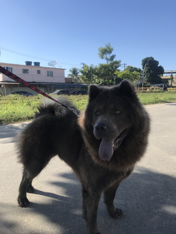 Cachorro Médio para adoção em Nova Iguaçu - Rio de Janeiro