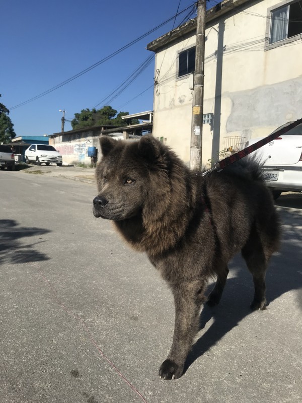 Cachorro Médio para adoção em Nova Iguaçu - Rio de Janeiro