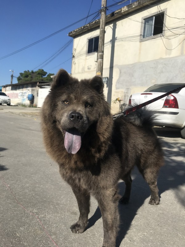 Cachorro Médio para adoção em Nova Iguaçu - Rio de Janeiro