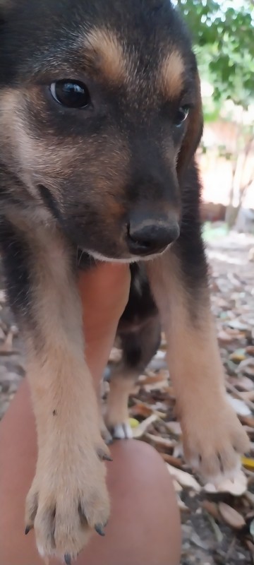 Cachorro Médio para adoção em Betim - Minas Gerais