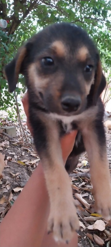 Cachorro Médio para adoção em Betim - Minas Gerais