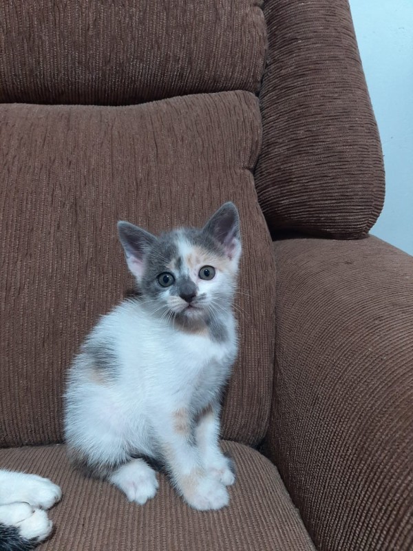 Gato Pequeno para adoção em Porto Alegre - Rio Grande do Sul