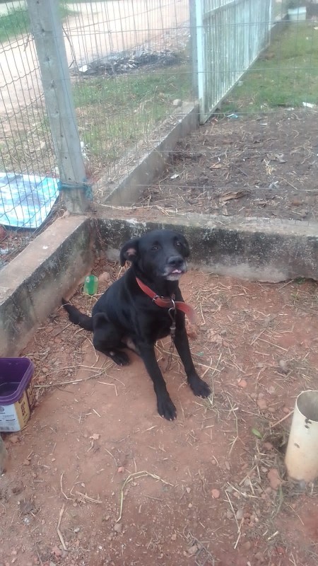 Cachorro Médio para adoção em Balneário Camboriú - Santa Catarina