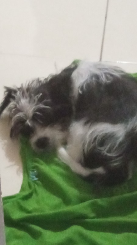 Cachorro Pequeno para adoção em Salvador - Bahia