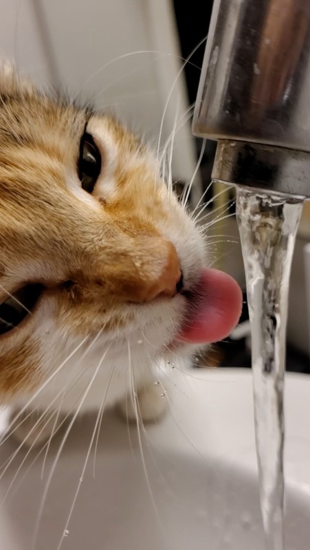 Gato Médio para adoção em Porto Alegre - Rio Grande do Sul