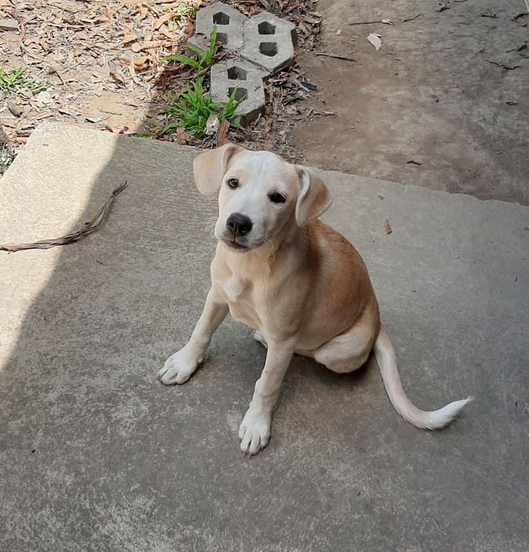 Cachorro Médio para adoção em Contagem - Minas Gerais